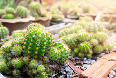 Close-up of succulent plant on field