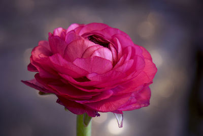 Close up of pink ranunculus flower, isolater on blackground