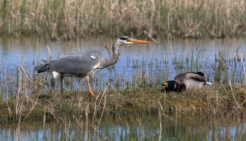 High angle view of gray heron in lake