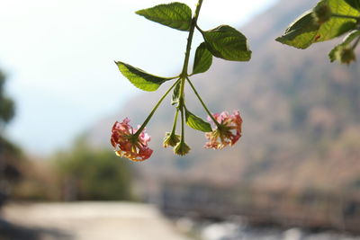 Close-up of cherry blossom against blurred background