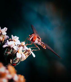 Close-up of butterfly pollinating on flower