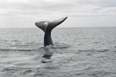 Horse swimming in sea against sky