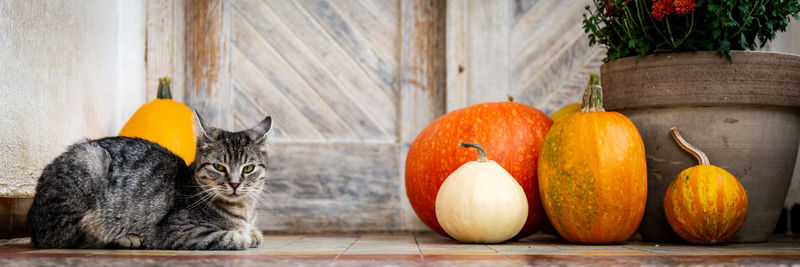 Cat on front porch decorated for the halloween, thanksgiving, autumn season banner.