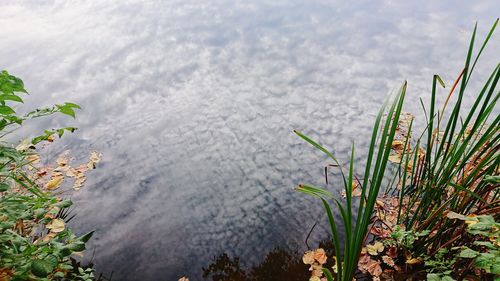 High angle view of flowering plants by lake