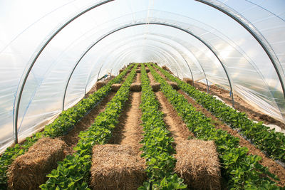 Plants growing in greenhouse