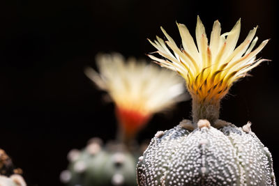 Close-up of yellow flower against black background