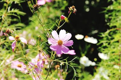 Close-up of pink flowering plants