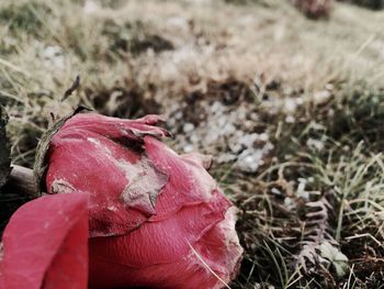 Close-up of red object