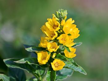 Close-up of yellow flowering plant