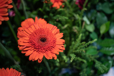 Close-up of red flower