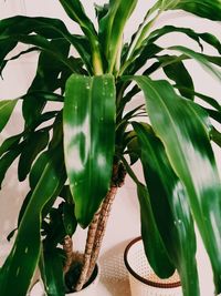 Close-up of green leaves in potted plant