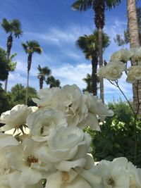 Close-up of white cactus flower against sky