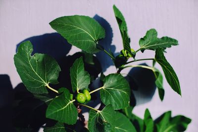 Close-up of fresh green leaves