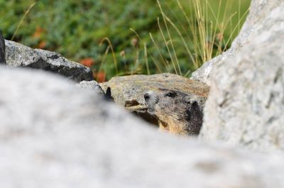 Close-up of lizard on rock