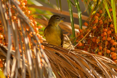 Close-up of bird perching on branch