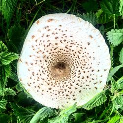 High angle view of mushroom