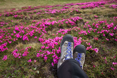 Low section of man relaxing by pink flowers on field