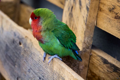 Close-up of parrot perching on wood