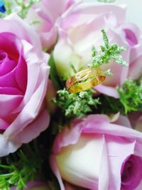 Close-up of pink roses