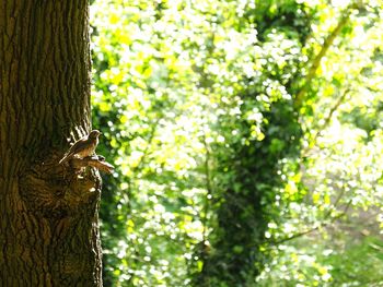 View of lizard on tree trunk