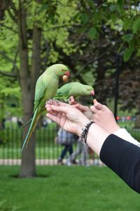 Parrots on cropped hands