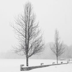 Bare trees on snow covered field