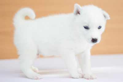 White dog on floor against wall