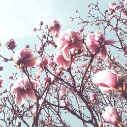 Low angle view of pink flowers blooming on tree