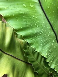 Close-up of raindrops on leaves