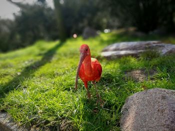 View of a bird on rock