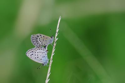 Butterfly on leaf