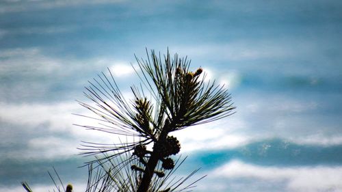 Close-up of tree against sky