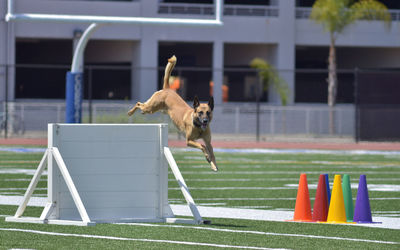 Dog jumping on landscape