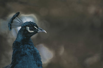 Close-up of a bird looking away