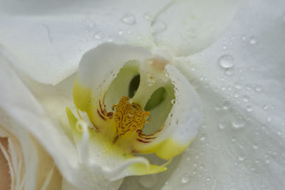 Close-up of water drops on rose flower