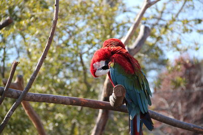 Close-up of scarlet macaws perching on tree