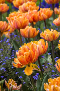 Close-up of orange tulips