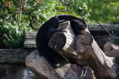 Close-up of monkey sitting on wood in forest