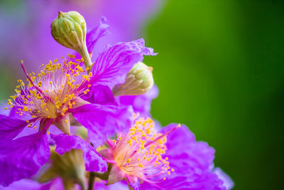 Close-up of purple flowering plant