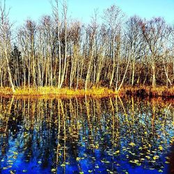 Reflection of trees in calm lake