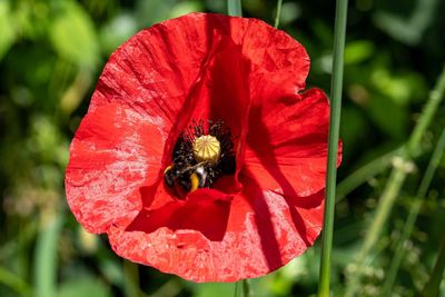 Close-up of bee on red poppy