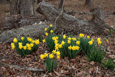 Close-up of yellow crocus flowers