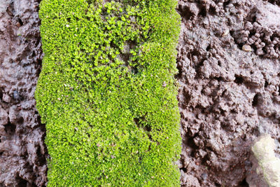 Close-up of tree trunk