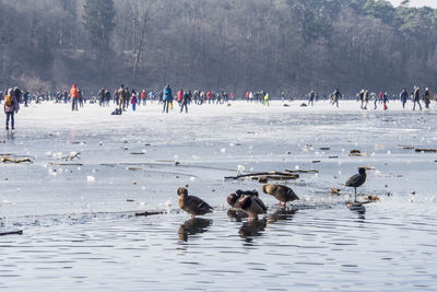 Mallard ducks on frozen lake with people in background