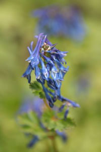 Close-up of purple flowering plant