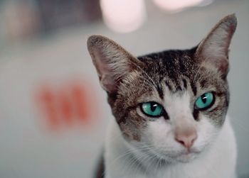 Close-up portrait of cat