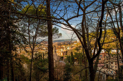 Trees and plants in city during autumn