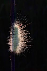 Close-up of dandelion on plant