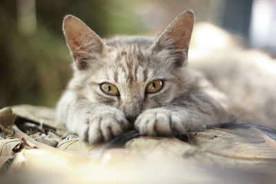 Close-up portrait of cat