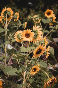 Close-up of yellow flowering plants